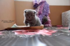 DSC_342444klein