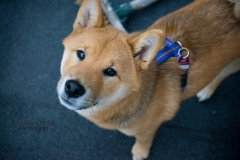 DSC_372111klein